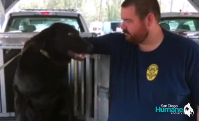 San Diego Humane Society helps rescue labradors from Florence flooding