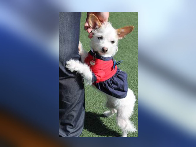 "Pawliticians" head to the polls Tuesday