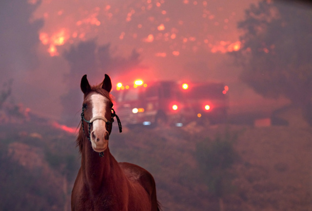 Thousands of animal evacuees find shelter from the Woolsey Fire